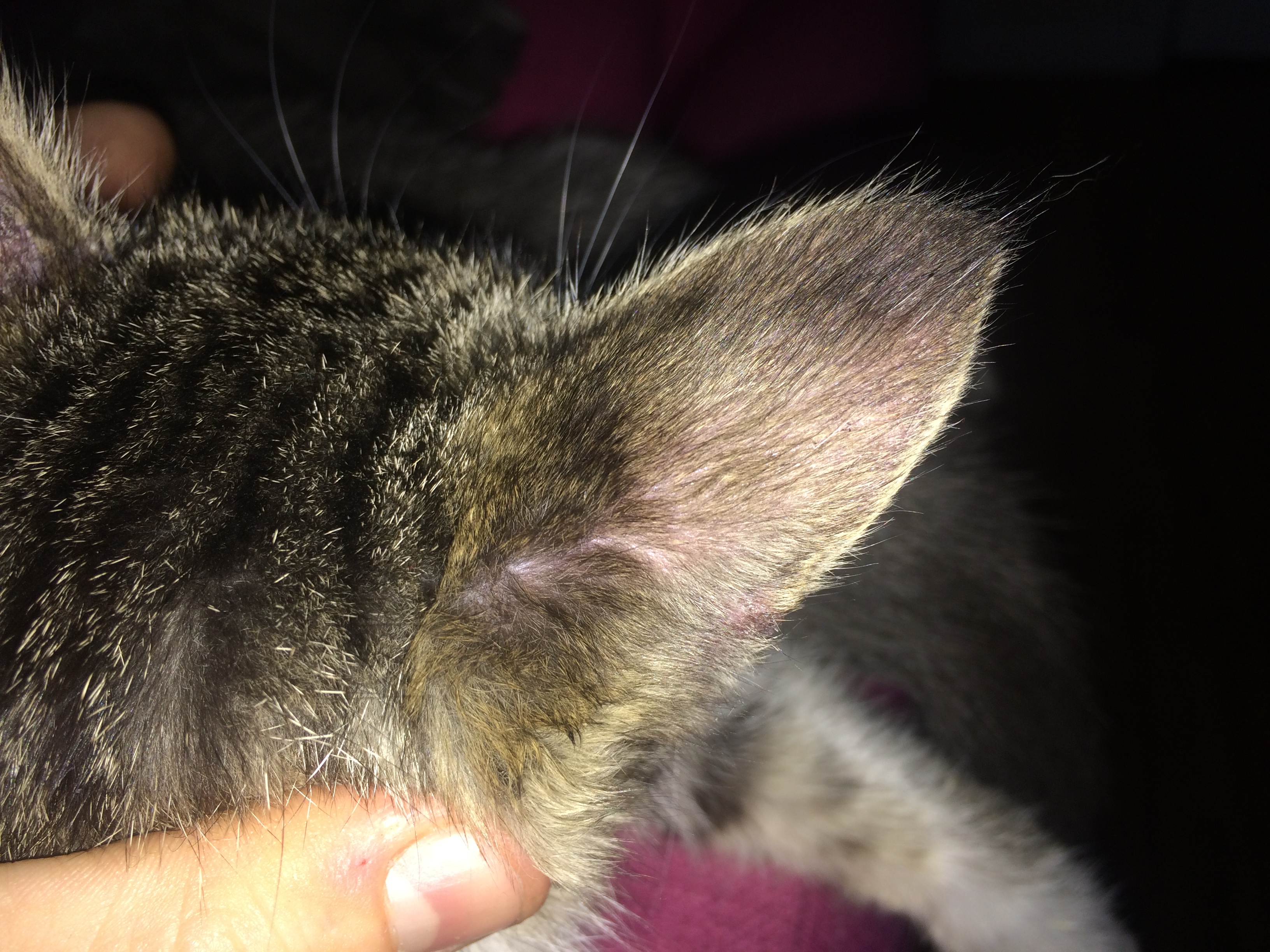cats Do my kitten's ears look like they have mites? Pets Stack Exchange